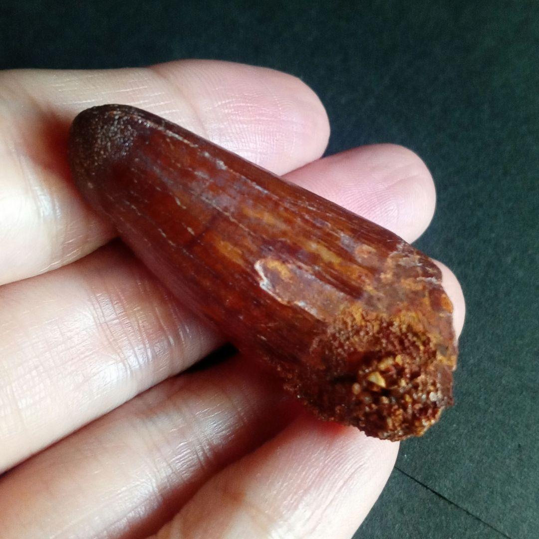 白亜紀 大型ワニ形類 エロスクス 極美麗 - メルカリ