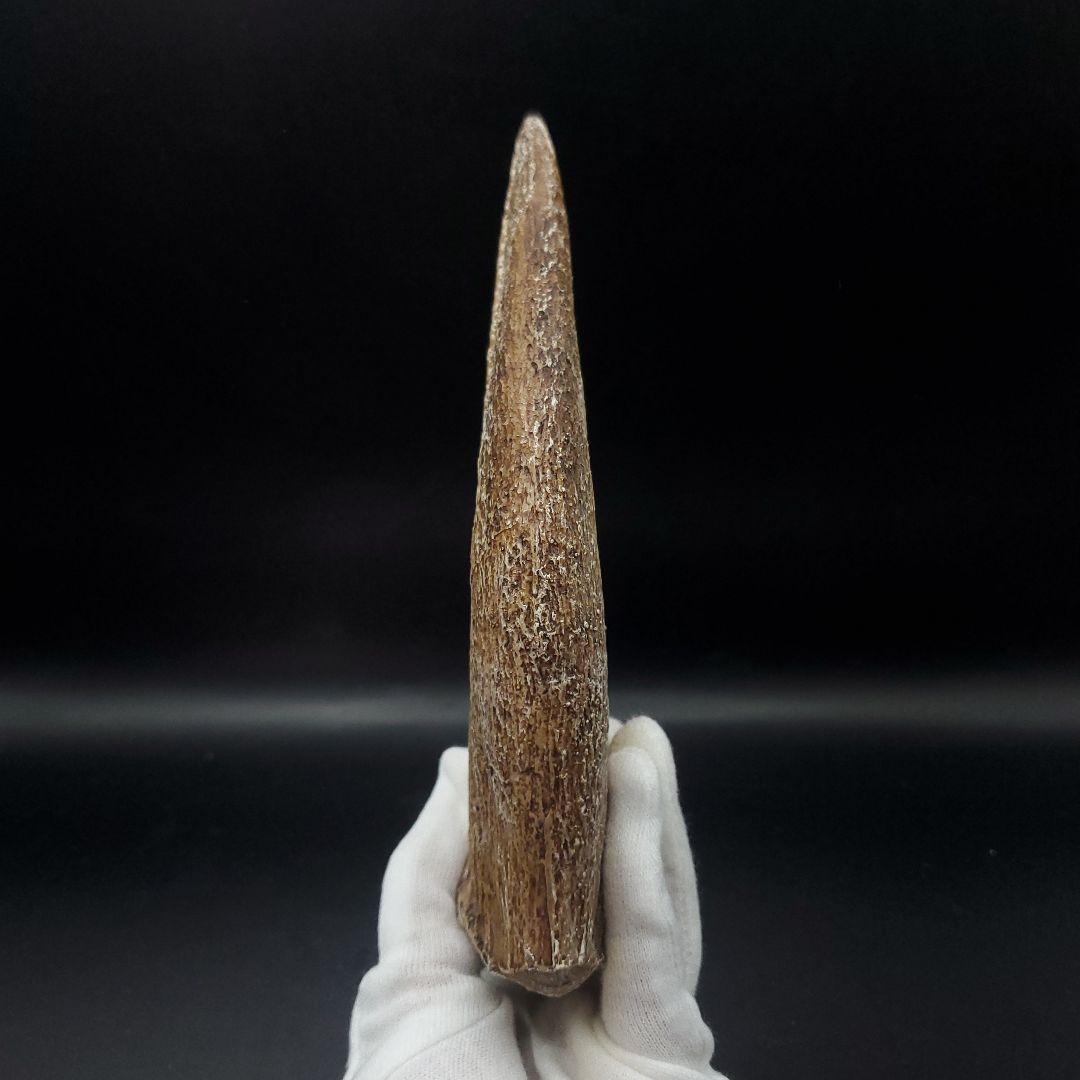 スピノサウルス 爪 レプリカ 181.40mm spr8