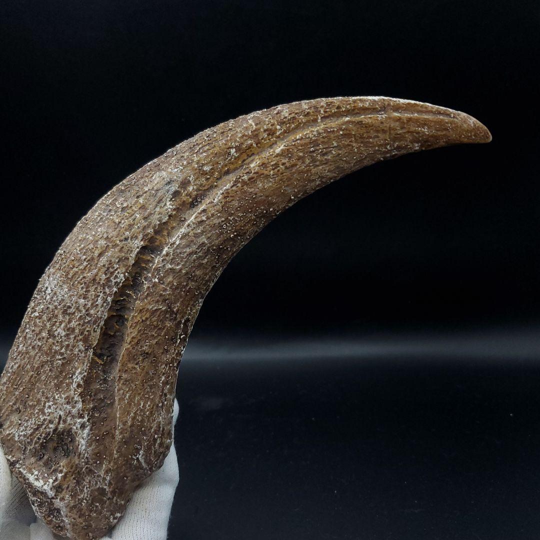 スピノサウルス 爪 レプリカ 181.40mm spr8