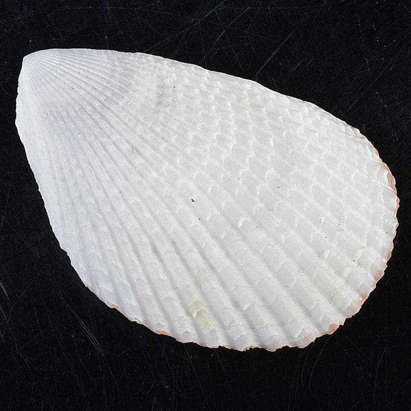 茶道具　粟野芳葉作　乾漆　内金溜　蓑貝香合　共箱　C　R7583