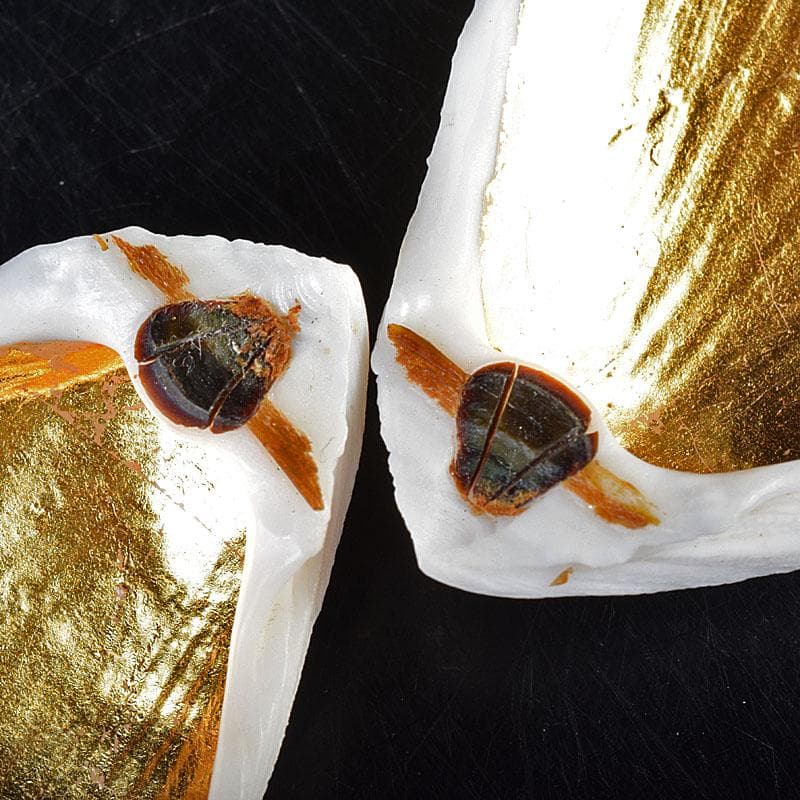 茶道具　粟野芳葉作　乾漆　内金溜　蓑貝香合　共箱　C　R7583