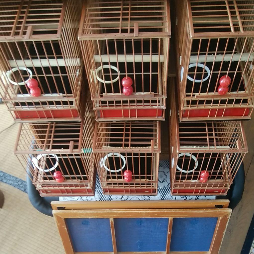 メジロ籠と6羽収納寝箱のセット。