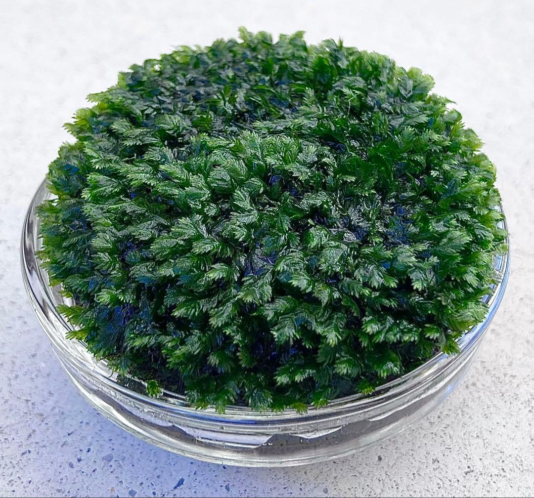 ベルベットモス ADA Dooa 詫び草 ブセファランドラ 苔 水草 モス