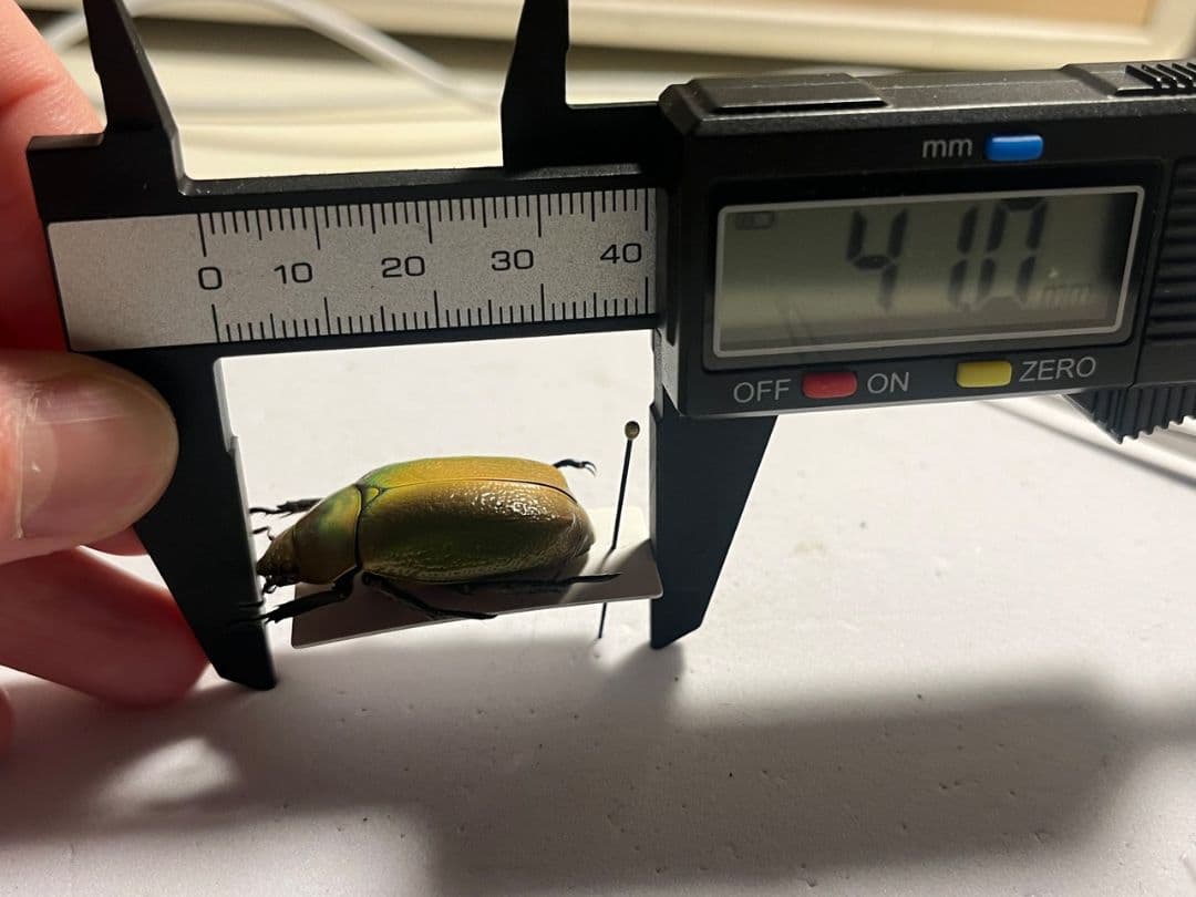 33mm】ボウカルディプラチナコガネ Chrysina逆光で赤！昆虫標本 - メルカリ