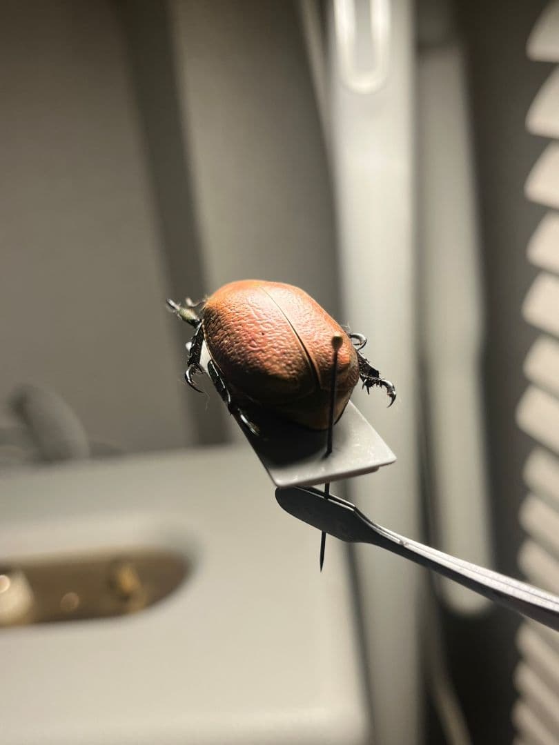 33mm】ボウカルディプラチナコガネ Chrysina逆光で赤！昆虫標本 - メルカリ