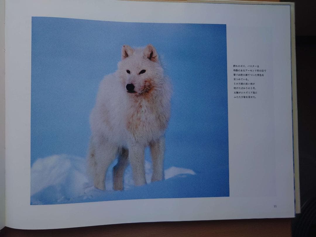 ジム・ブランデンバーグ「白いオオカミ」「ブラザー・ウルフ」絶版