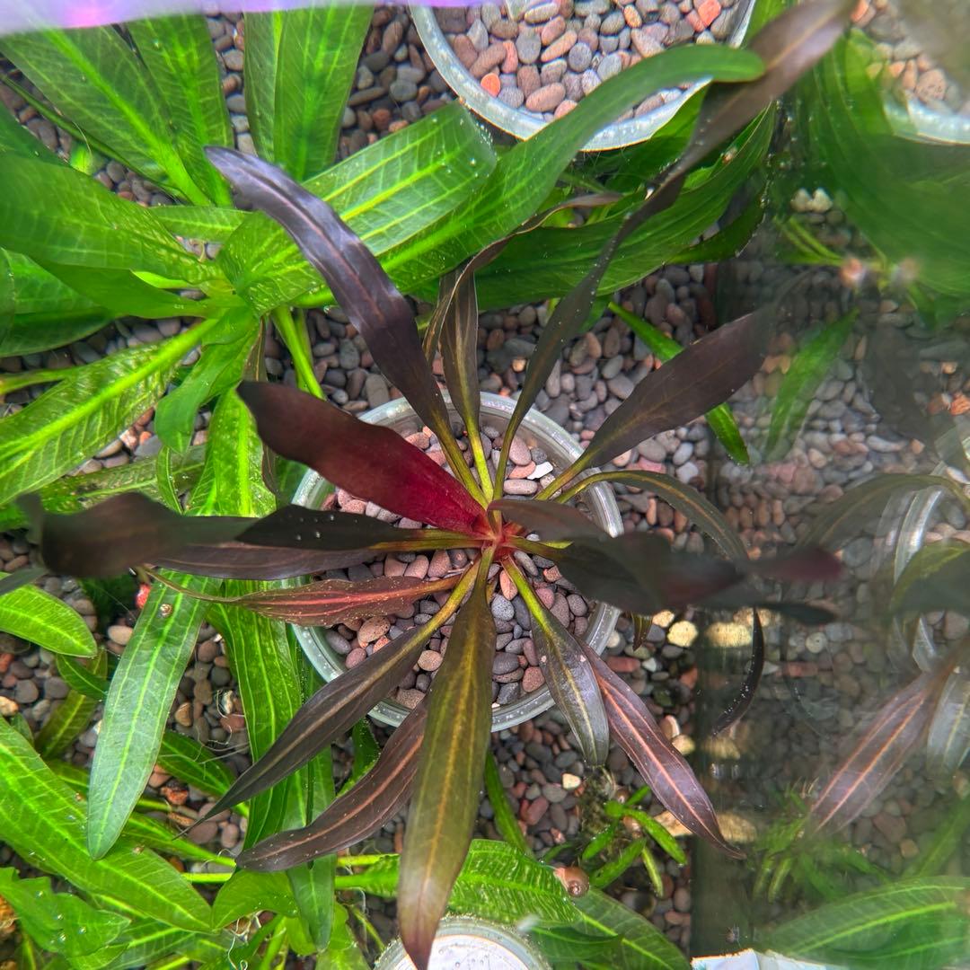 エキノドルス ホレマニー スーパーレッド 新 発売