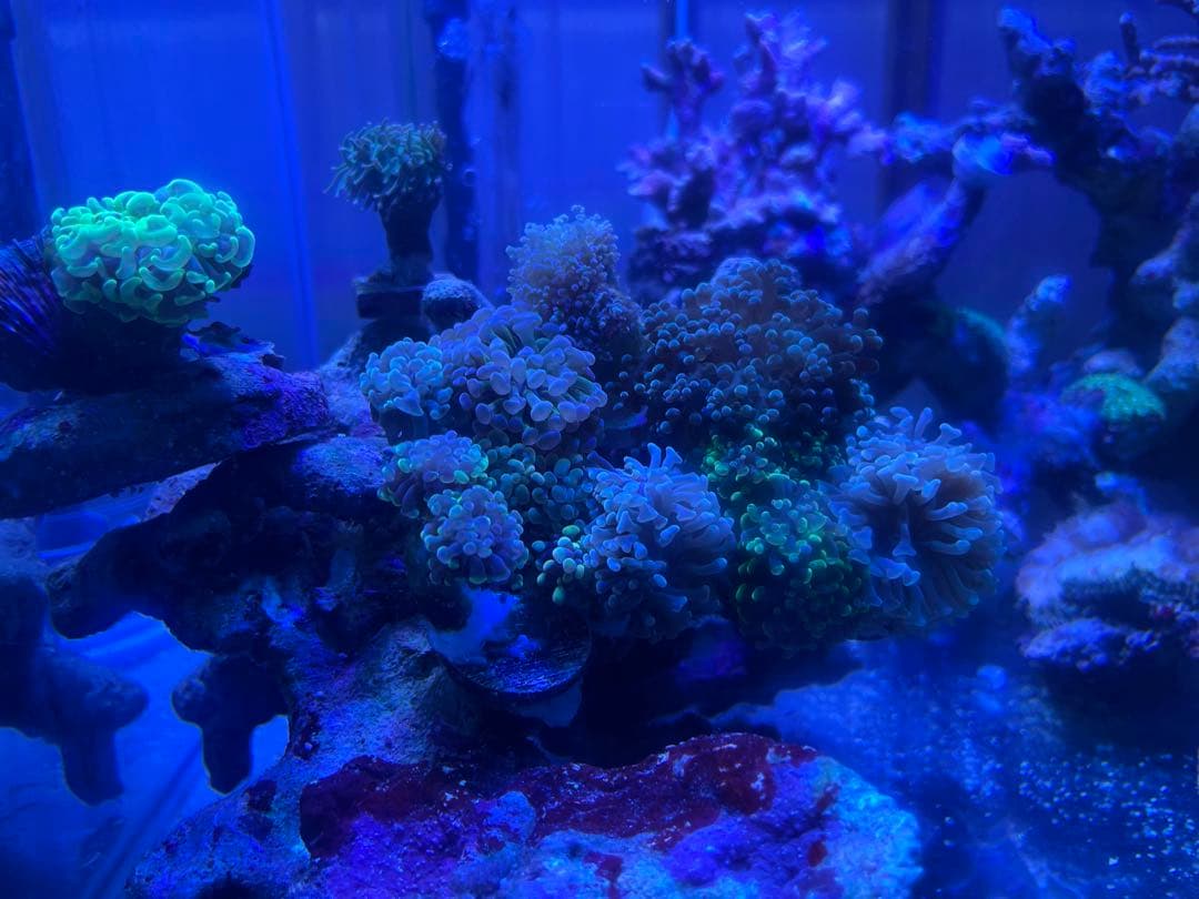 コエダミドリイシ トゲミドリイシ エダコモン キャピタタコモン 4種