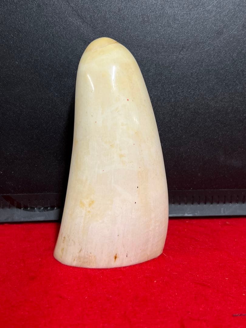 アンティーク マッコウクジラ 鯨歯 194g H66-1