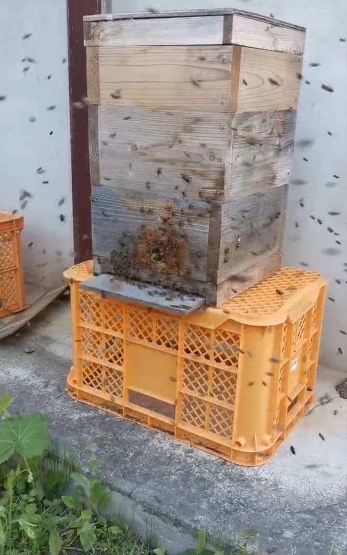 日本蜜蜂誘引液4500ml ミツロウ900g