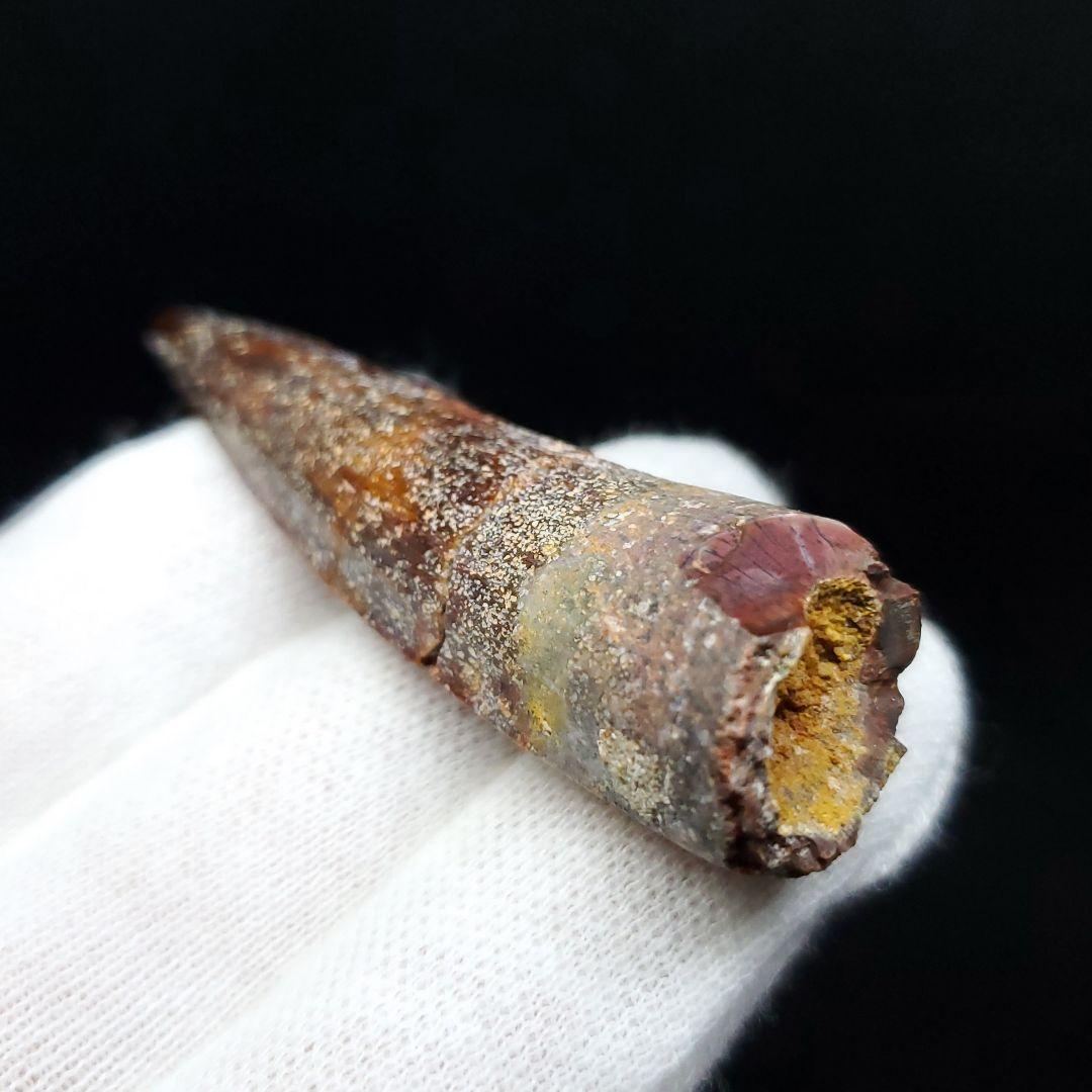 恐竜】スピノサウルス 本物 モロッコ産 54.68mm ケース付き sp401