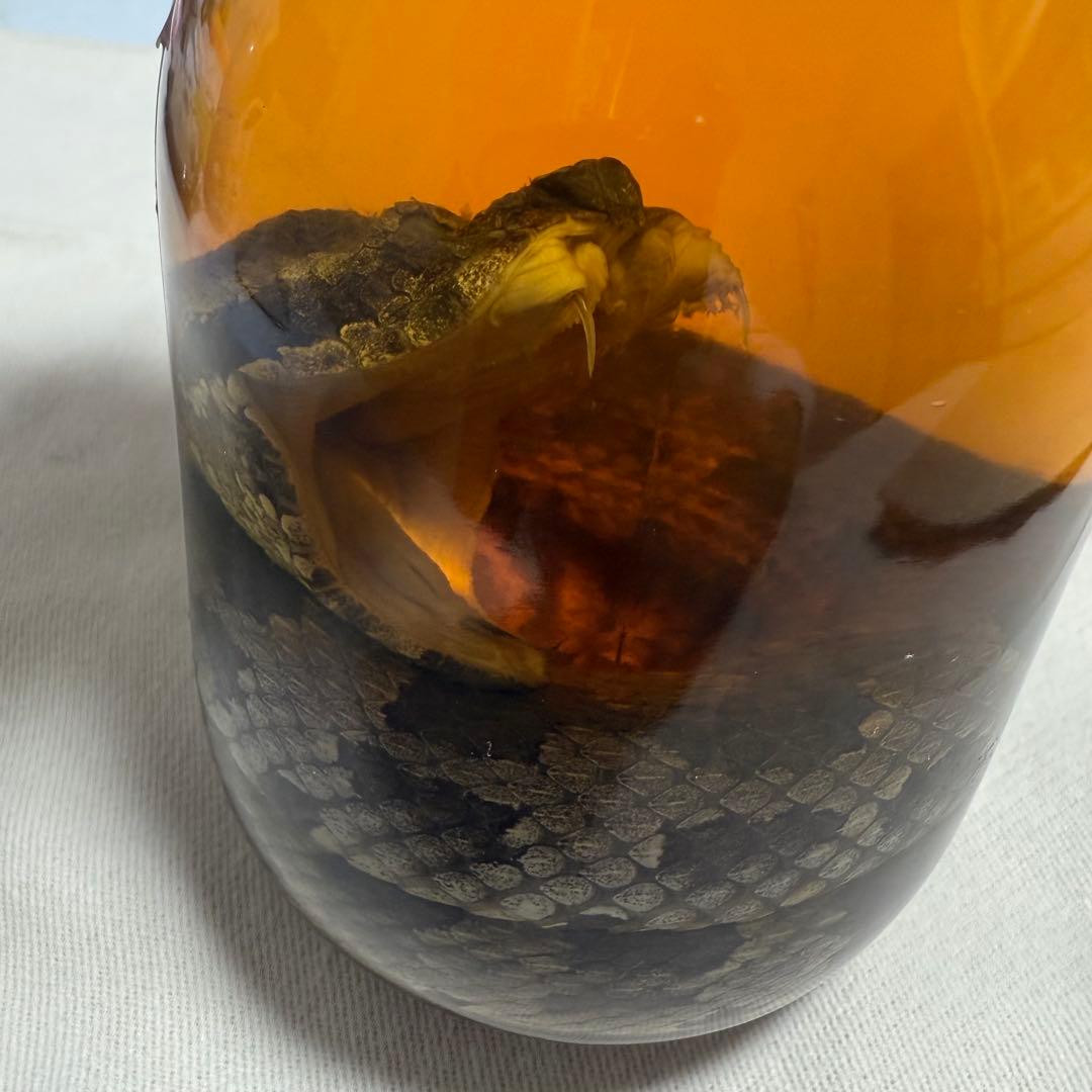 新品、未開封】KAPITAL 琉球滋養酒 ハブ酒 - メルカリ