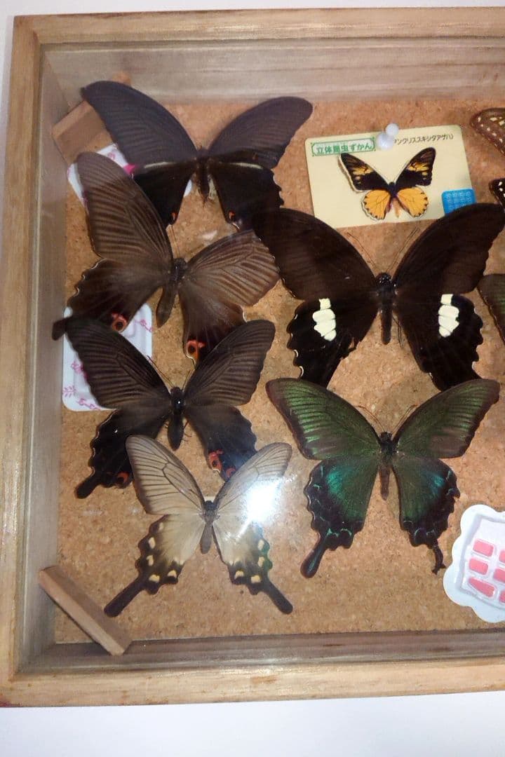 昆虫類 蝶 標本 ケース付き 3箱セット□大型標本箱 ドイツ箱 桐