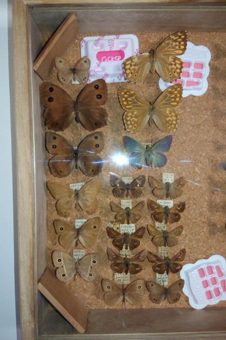 昆虫類 蝶 標本 ケース付き 3箱セット□大型標本箱 ドイツ箱 桐