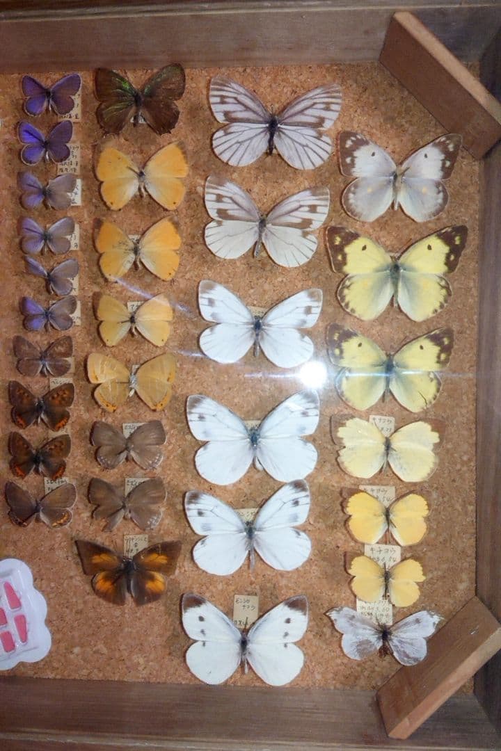 昆虫類 蝶 標本 ケース付き 3箱セット□大型標本箱 ドイツ箱 桐