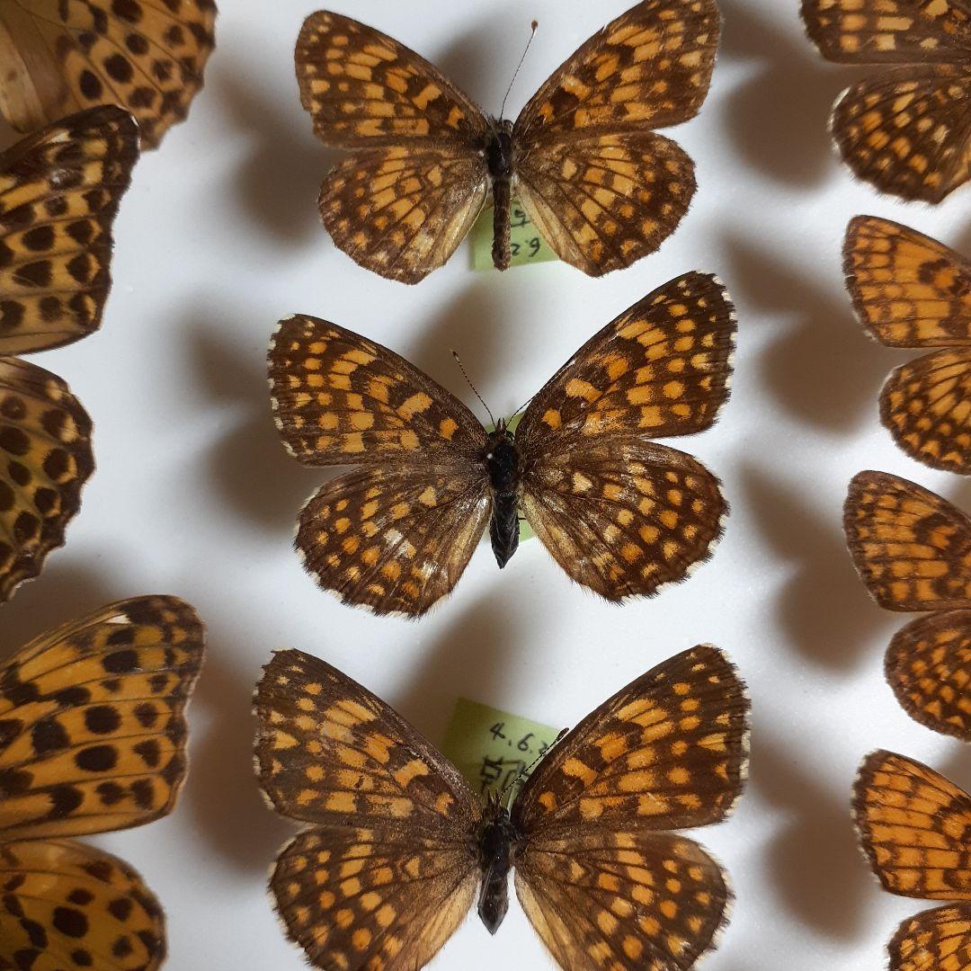 蝶標本 ヒョウモンチョウ類 12種114頭。大型ドイツ標本箱2箱入り