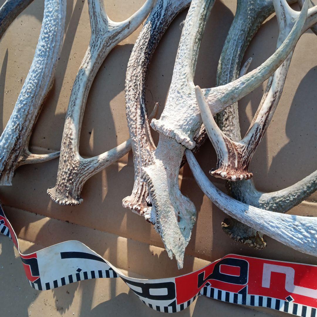 S*i様 天然蝦夷鹿の角 犬用おもちゃ 工芸品などに