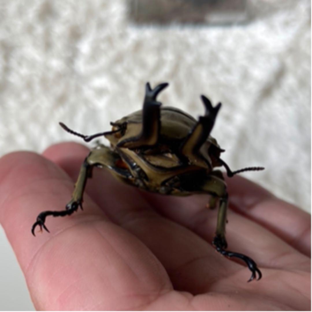 オウゴンオニクワガタ 約75㎜（針穴無し）