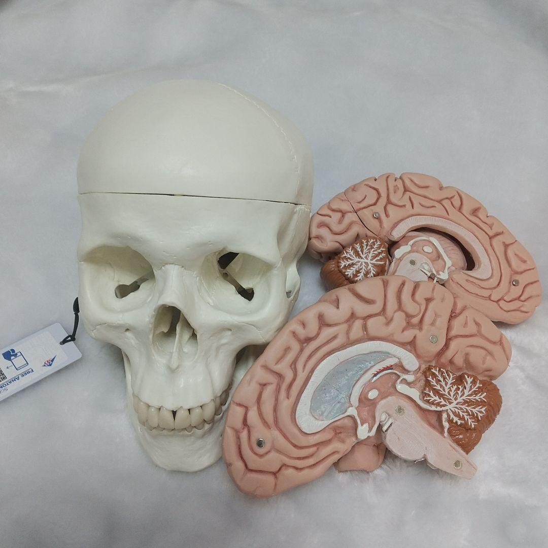 頭蓋骨　脳　模型　セット　3B Scientific Anatomy 人体解剖学