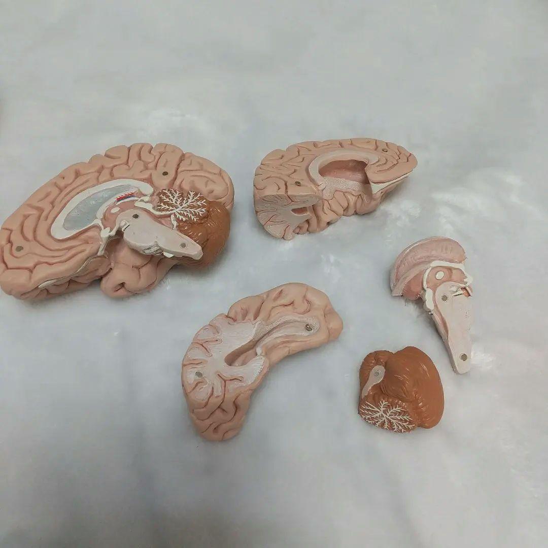 頭蓋骨　脳　模型　セット　3B Scientific Anatomy 人体解剖学