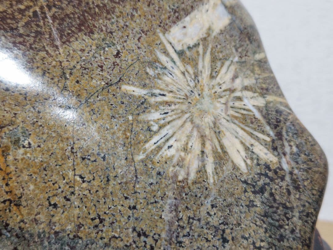 菊花石 24kg 菊紋石 花紋石 紋石 原石 鑑賞石 自然石 誕生石