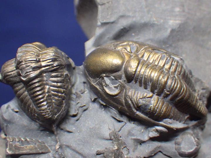 希少！スナフジタチサト作愛らしい遊泳陶芸徳利花器（検Loeweロエベ