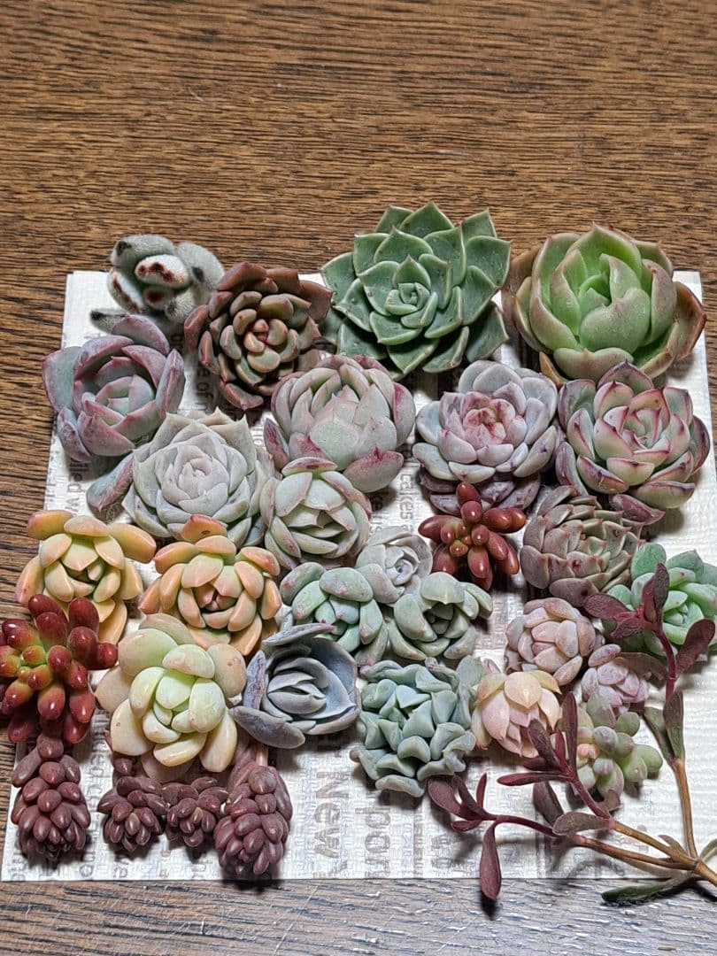 ☆寄せ植えセット➀☆第4種郵便☆月曜日発送予定☆ - メルカリ