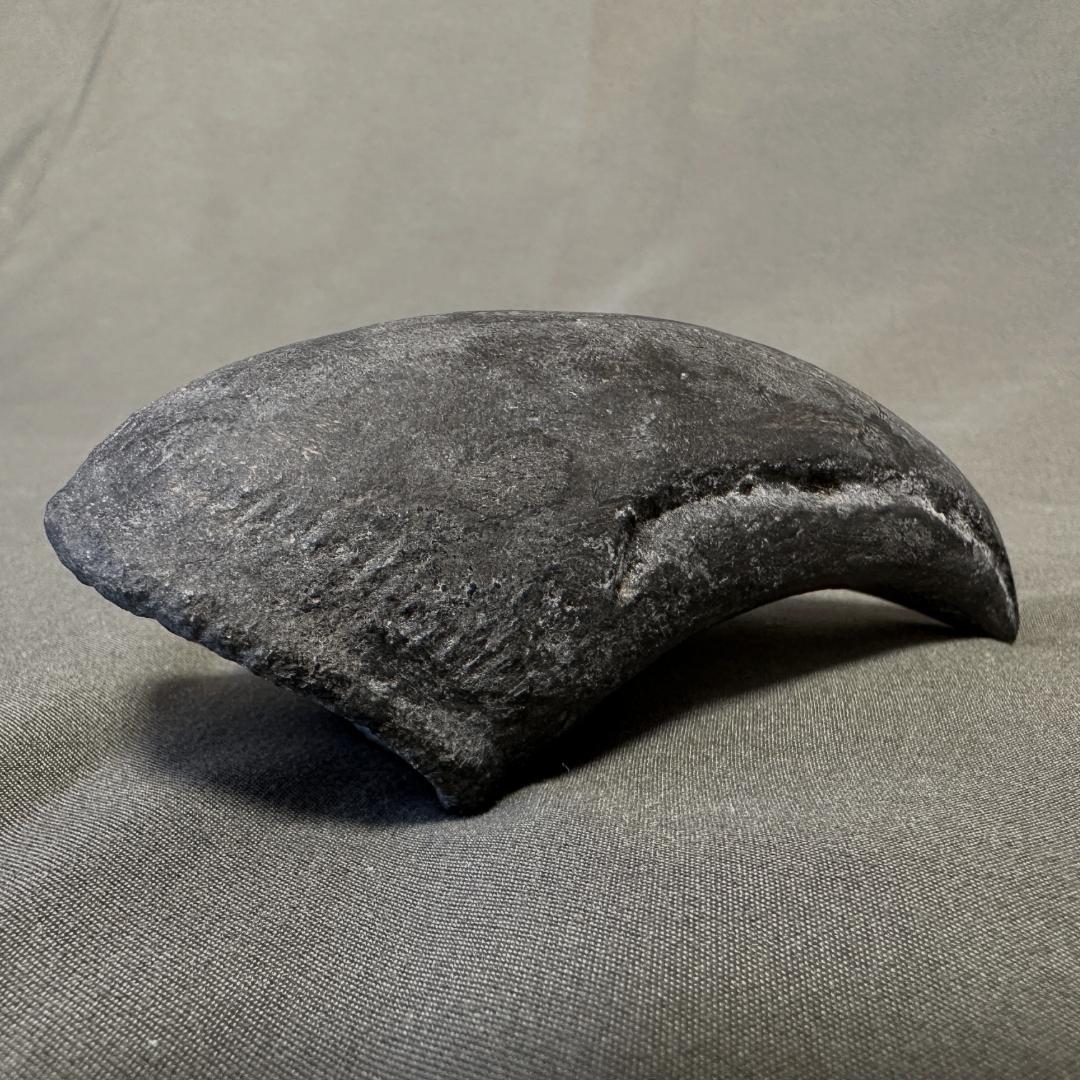 アロサウルス フットクロウ かぎ爪 化石標本 肉食恐竜 獣脚類 1499