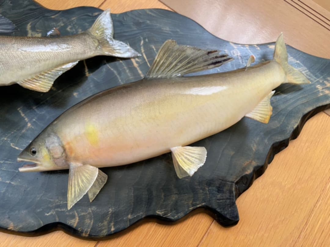 魚剥製(鮎)