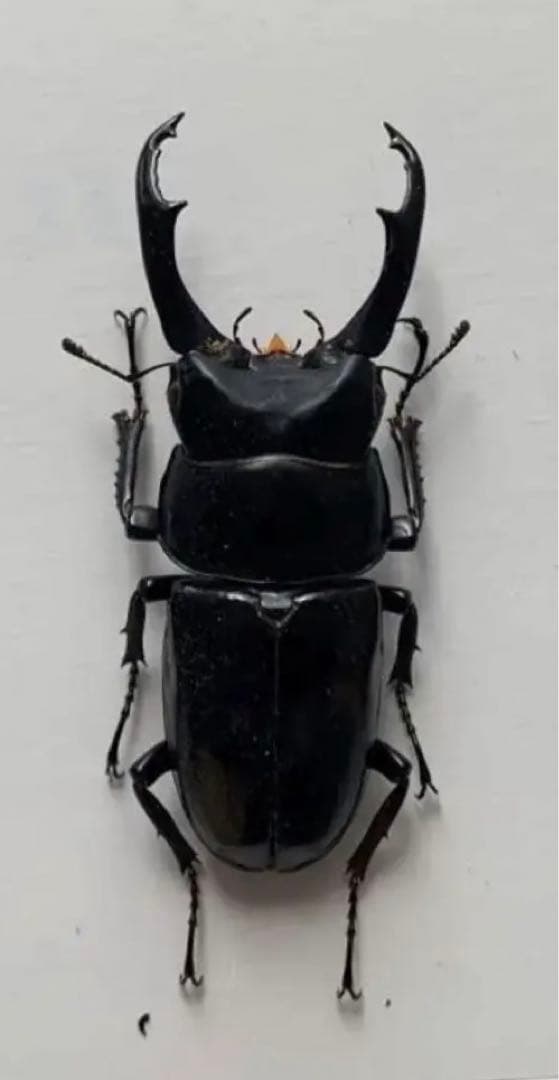 海外 クワガタ 標本 セット シーラ箱入り 標本箱 | ドルクスダンケ