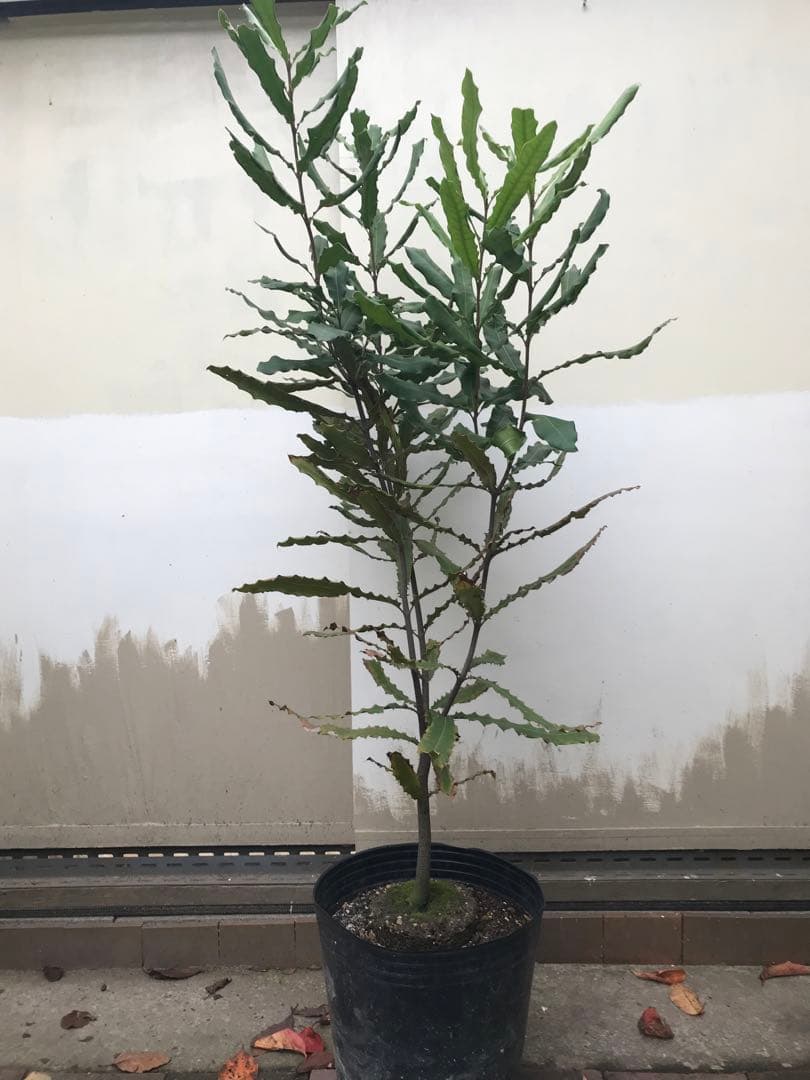 風景画 エッチング 257/300