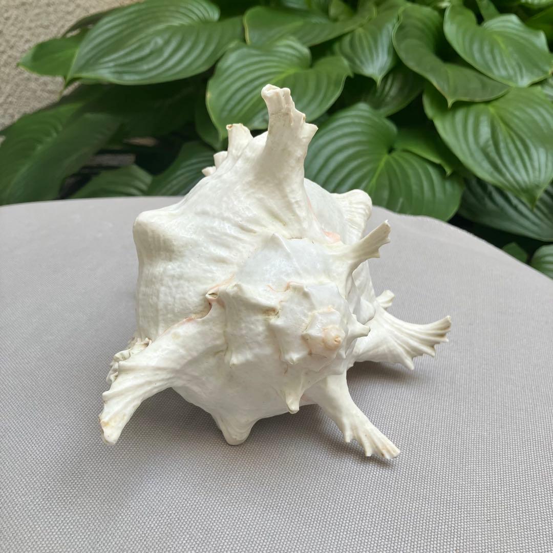 特大 23㎝x13.5㎝ 710g】テングガイ貝殻（プロウ・ロンボック沖