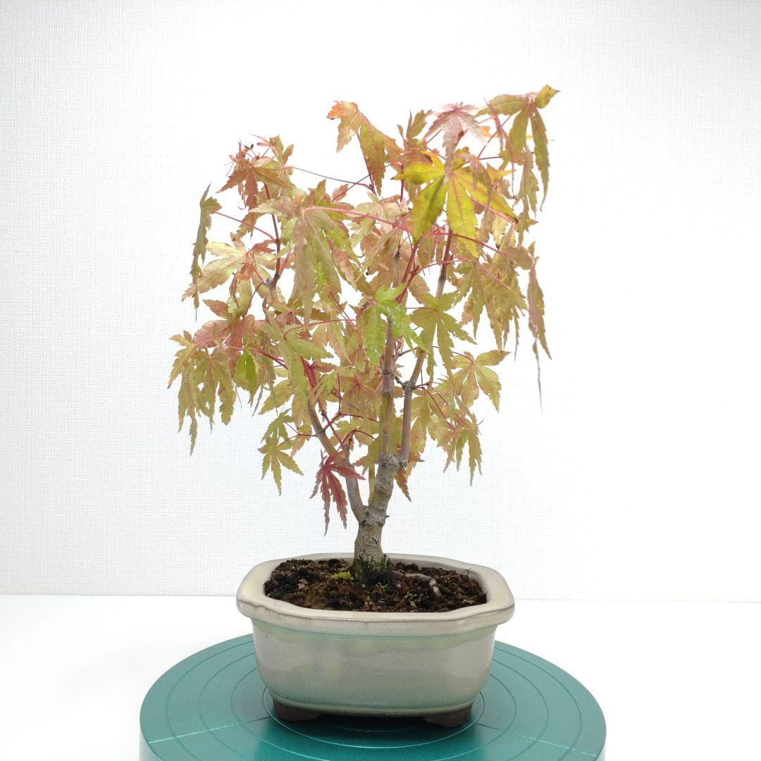 古玩 中国陶器 中皿 7寸皿 鳳凰 蔵出し 5客