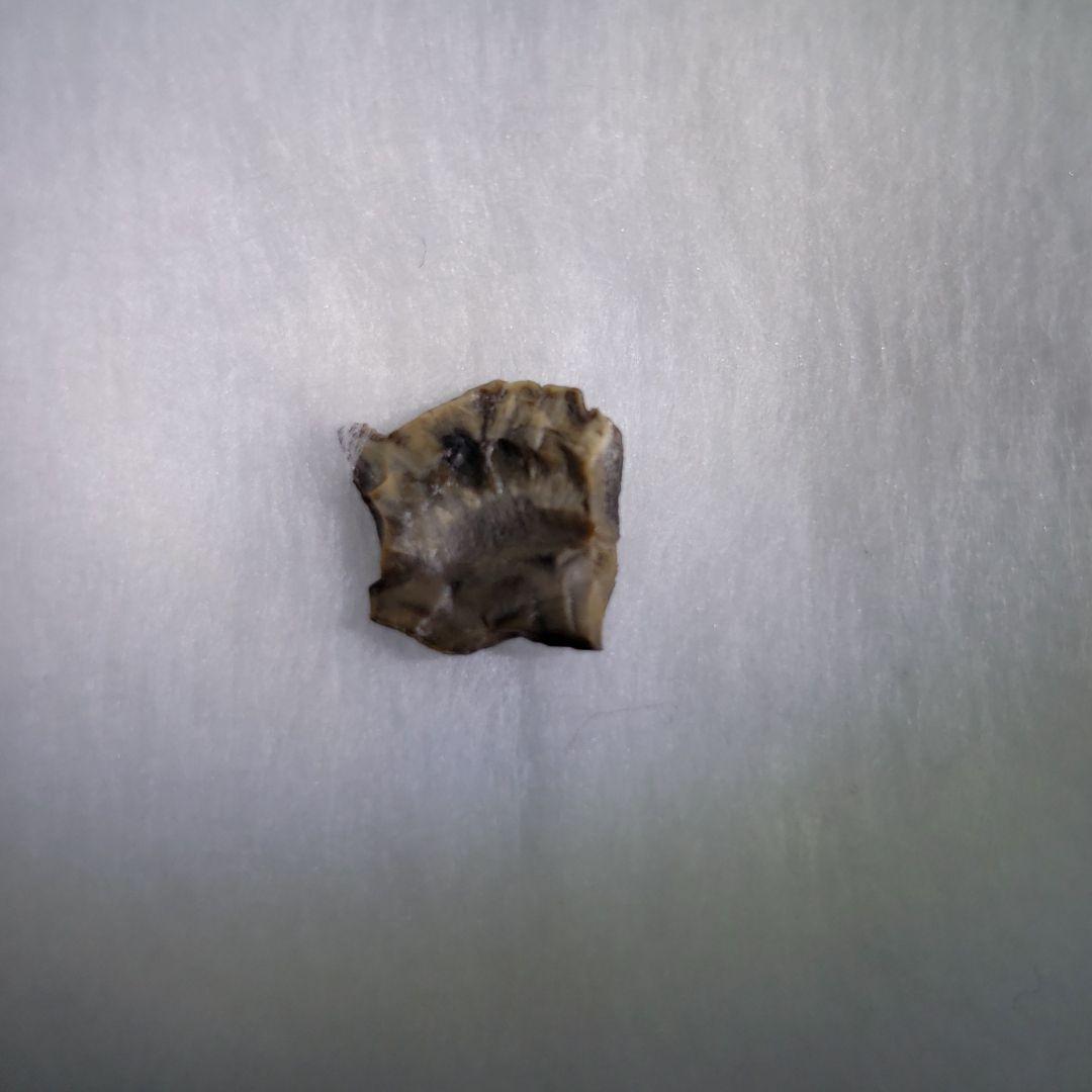 化石 恐竜 超大型 ノドサウルス類・エドモントニアの歯