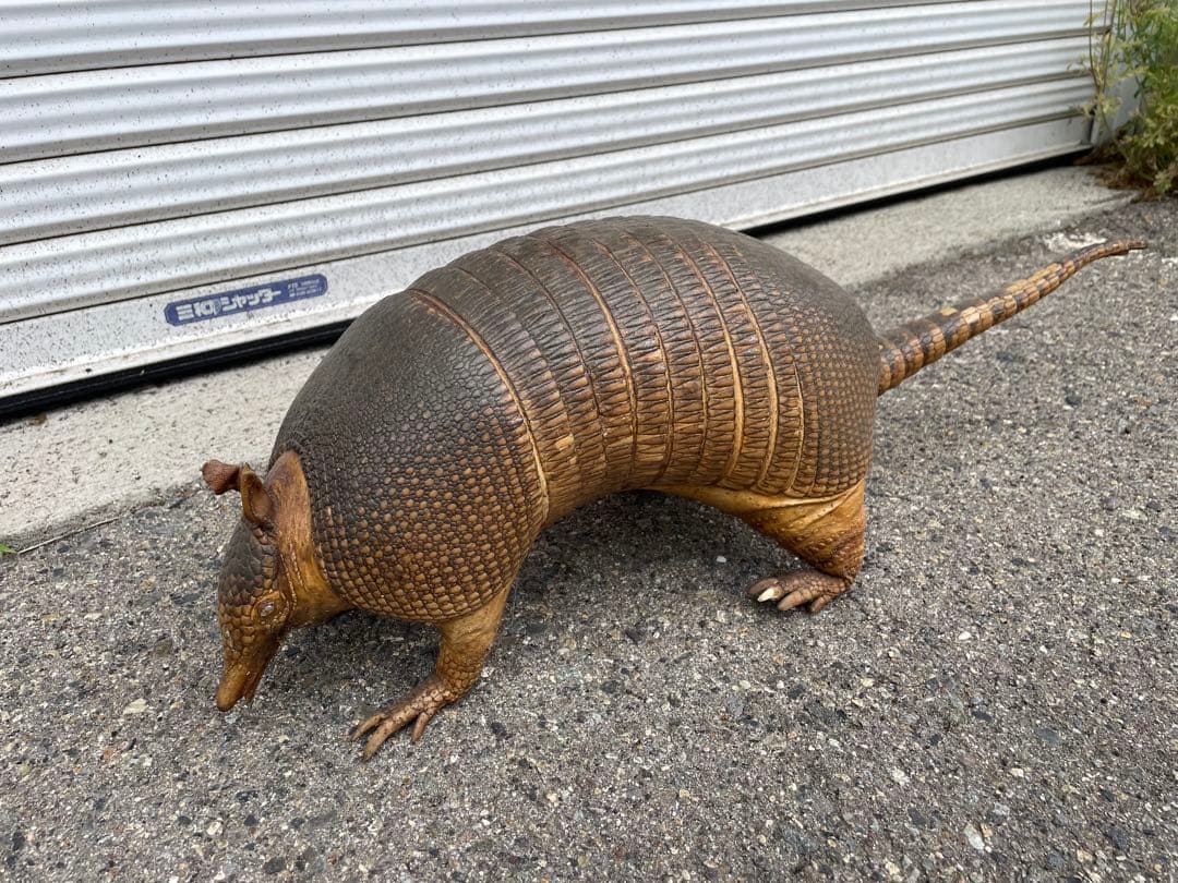 ココノオビアルマジロ アルマジロ 剥製 ワシントン条約対象外 - メルカリ