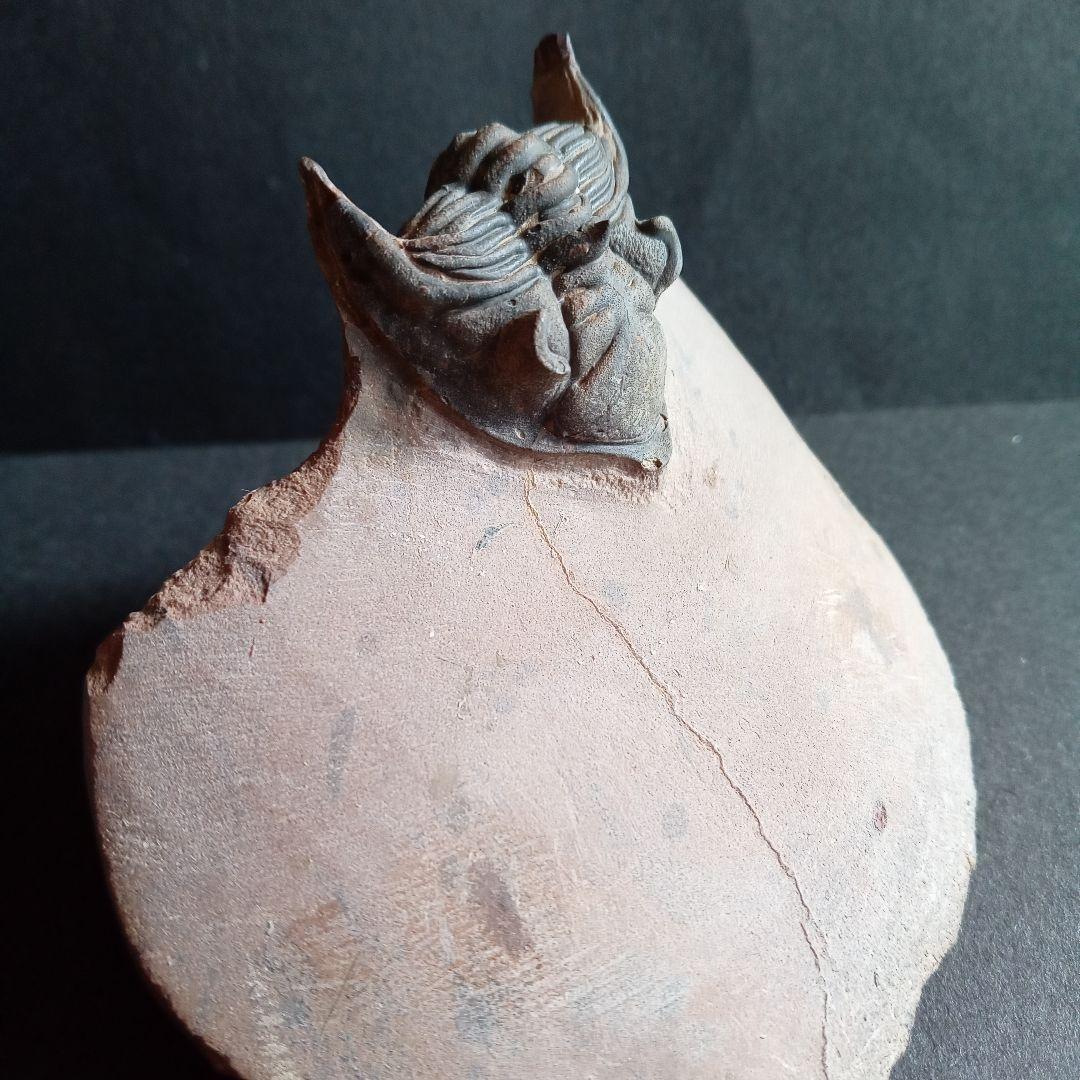 化石 骨格 標本 三葉虫 メタカンシナ 美麗 通販