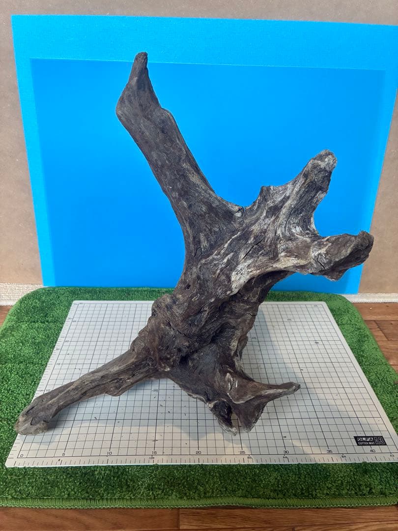 煮沸 沈水確認済み】No.0036 天然流木 アクアリウム 爬虫類用 - メルカリ