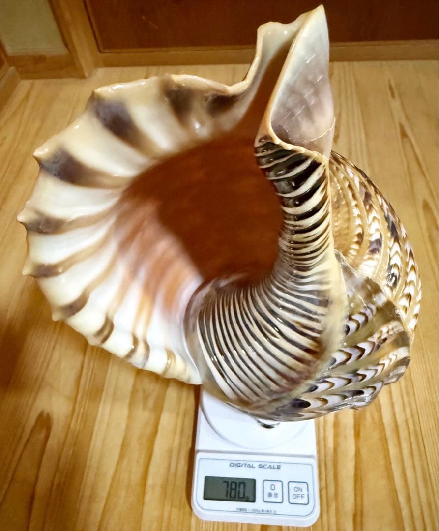 修験道法螺貝37㎝ 山伏 密教 魔除け 熊よけ❣️ホラガイ ほら貝