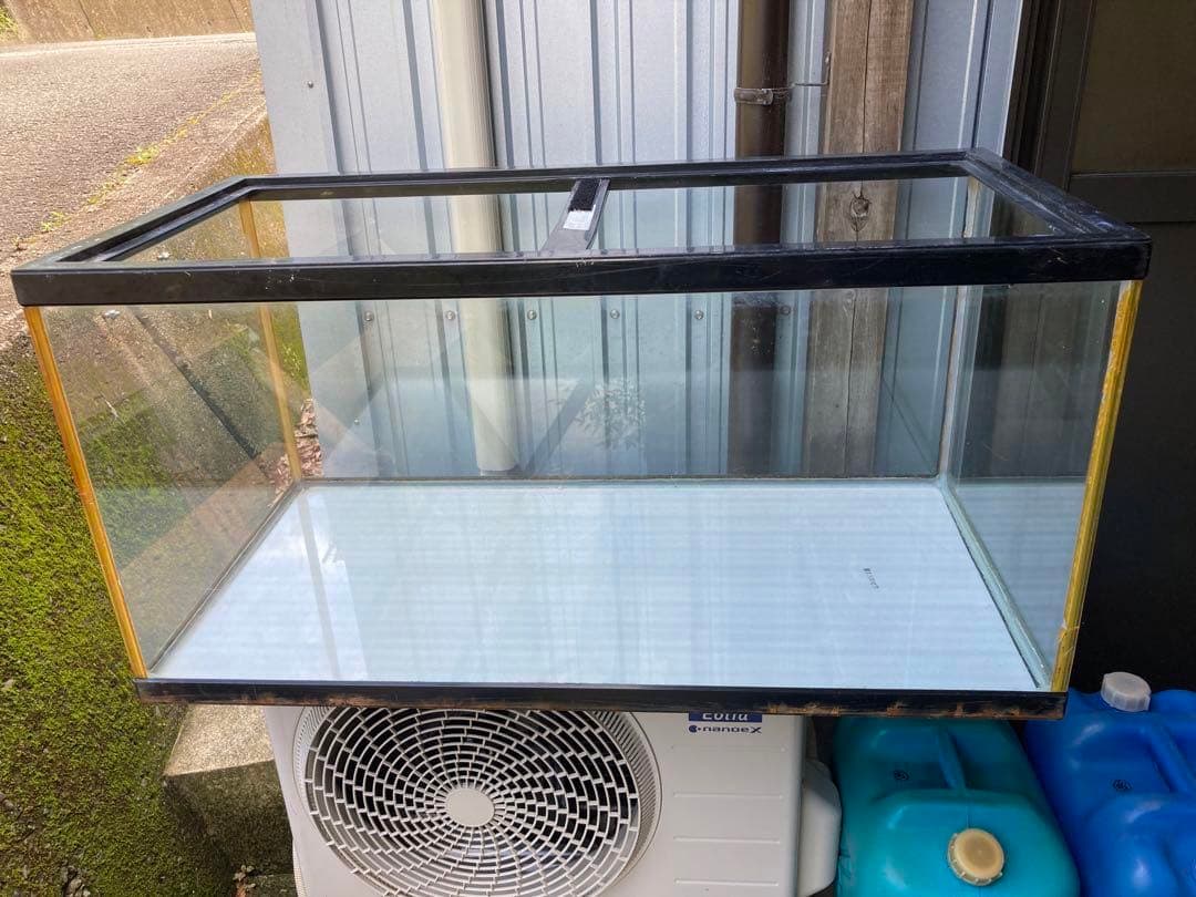 h*3様 ブセファランドラ sp.バンジャルバルダークグリーン【カミハタ2013