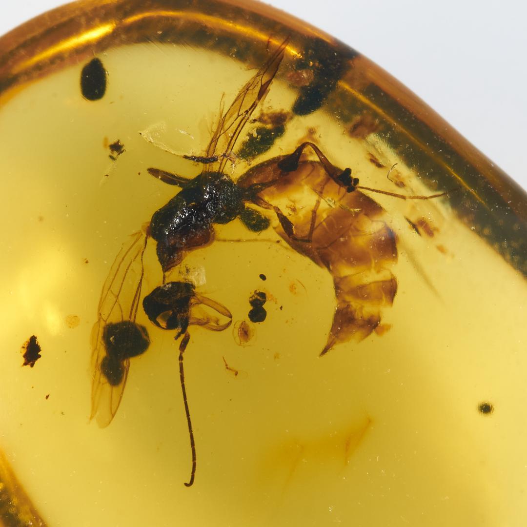 ZB104虫入り琥珀化石 ミャンマー カムティかタナイ産 9900万年前