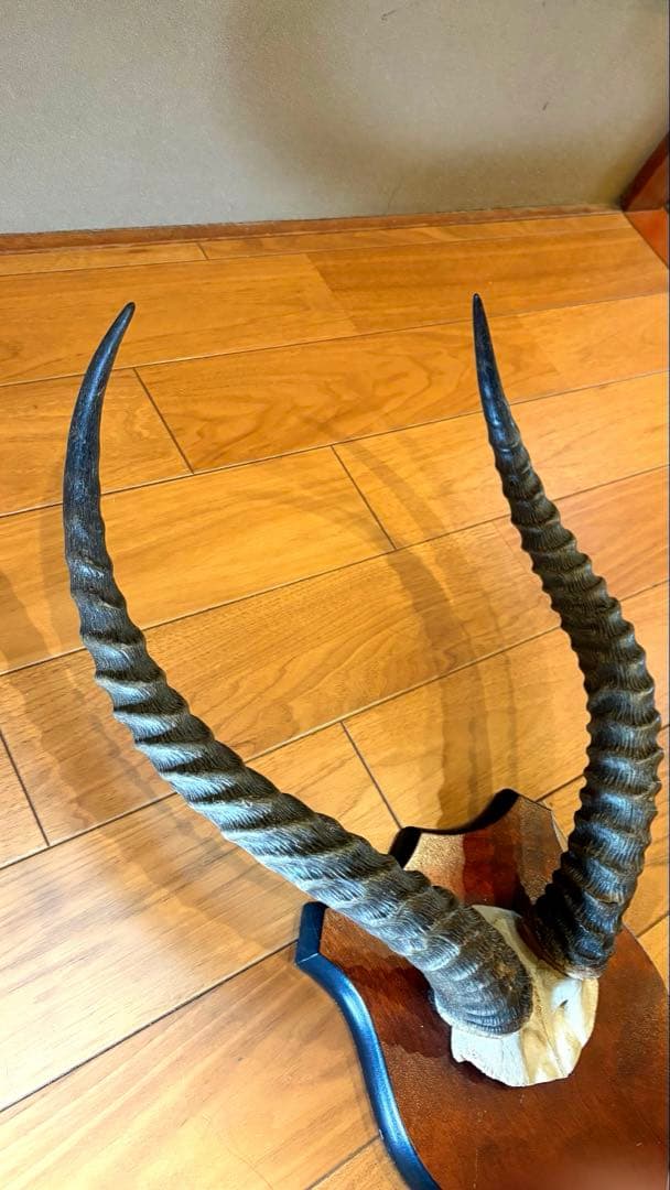 KOB（コブ）角 ハンティングトロフィー アフリカ 剥製 インテリア