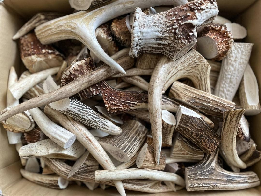 【エゾ鹿角】　端材MIX 14.5㎏