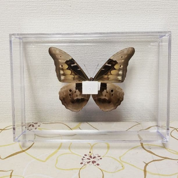 たーさま専用 蝶の標本 カキカモルフォ 蝶の標本 カキカモルフォ！標本