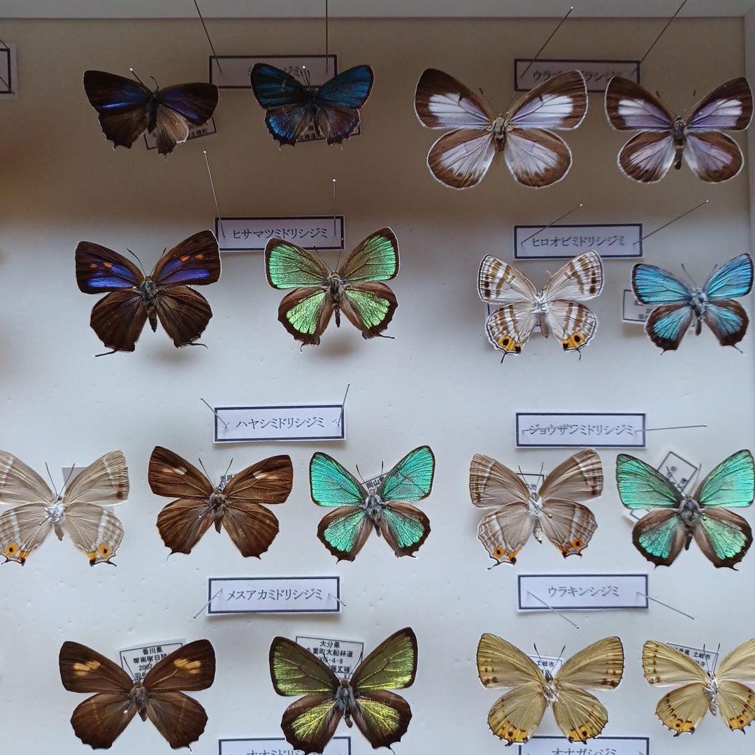 蝶標本 日本ゼフィルス全25種74頭 - メルカリ