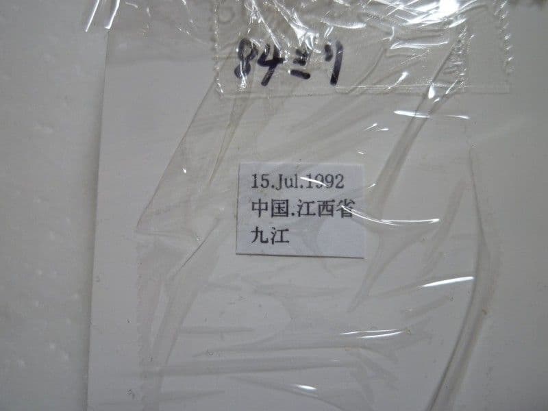 ヘルマンミヤマクワガタ♂Lucanus hermani/江西省.九江産/85mm - メルカリ