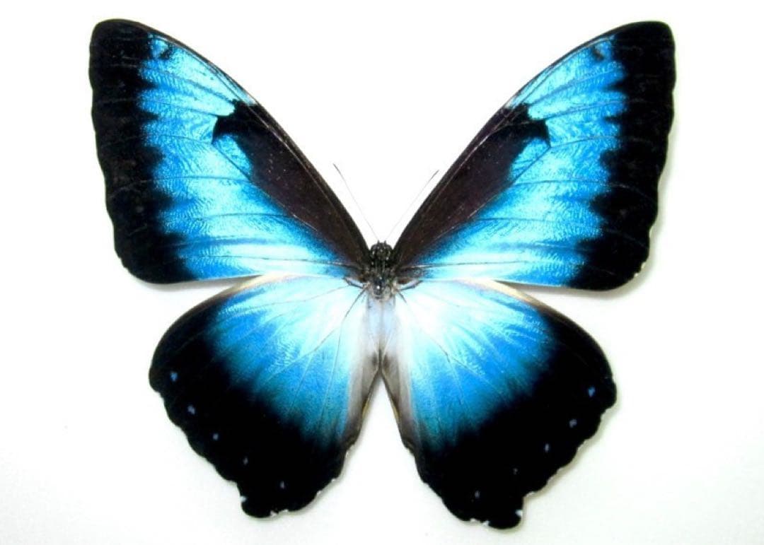 アオタイヨウモルフォ ssp. (TONANTINS) 蝶標本 昆虫標本