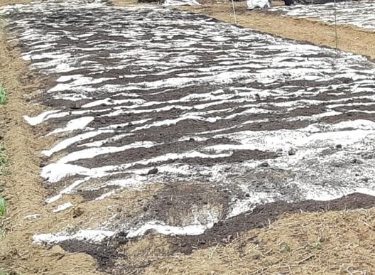 ステランさん専用 茎と実の乾燥 それぞれ700g (国産・高品質)