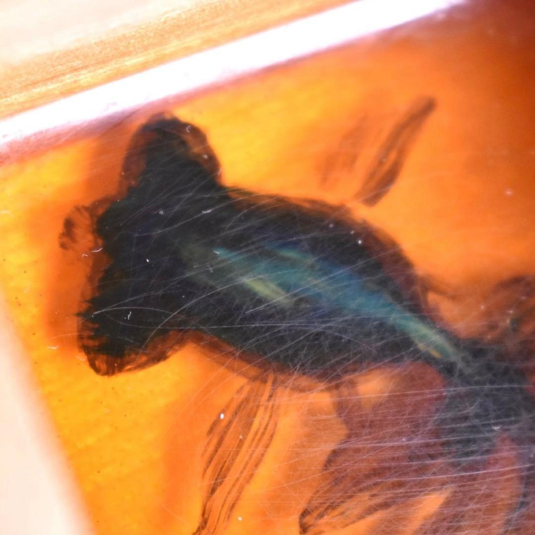 真作 サイン入り】深堀隆介 金魚酒 2004年制作 - メルカリ