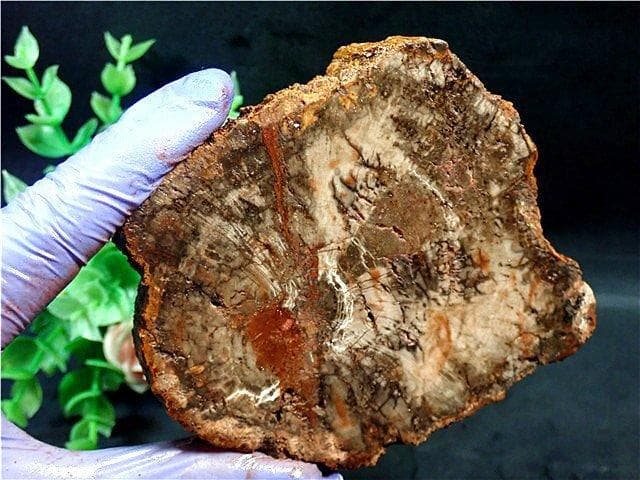 綺麗な化石 天然木 化玉原石