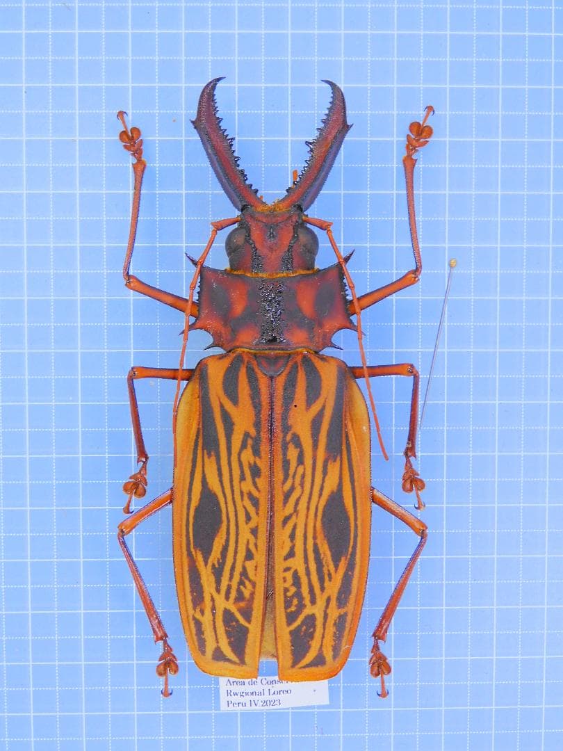 外国産オサムシ標本】エリスカブリモドキ/湖北省.宣昌産/34.5mm